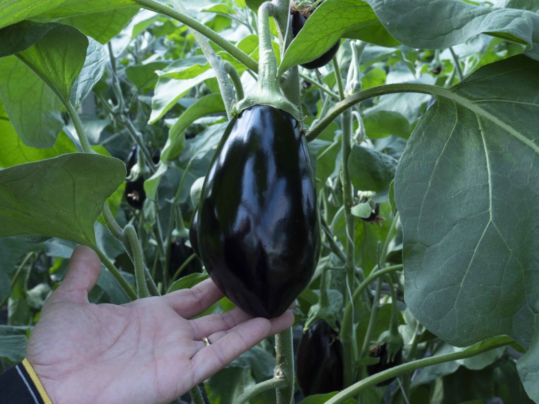 FRESHPLAZA - In Sicilia ottimi riscontri per la Melanzana